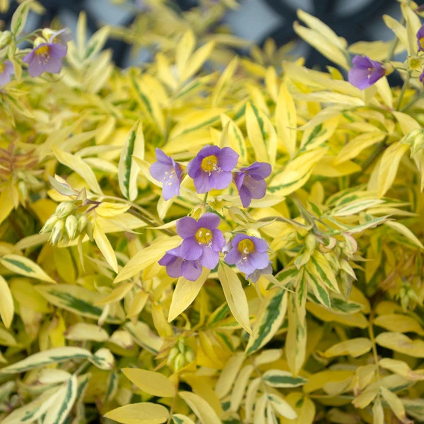 Polemonium Pulcherrimum 'Golden Feathers' - Image 2