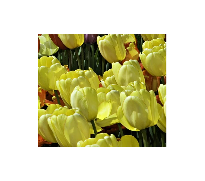 Strike Up The Band Perennial Tulip Collection - Image 3