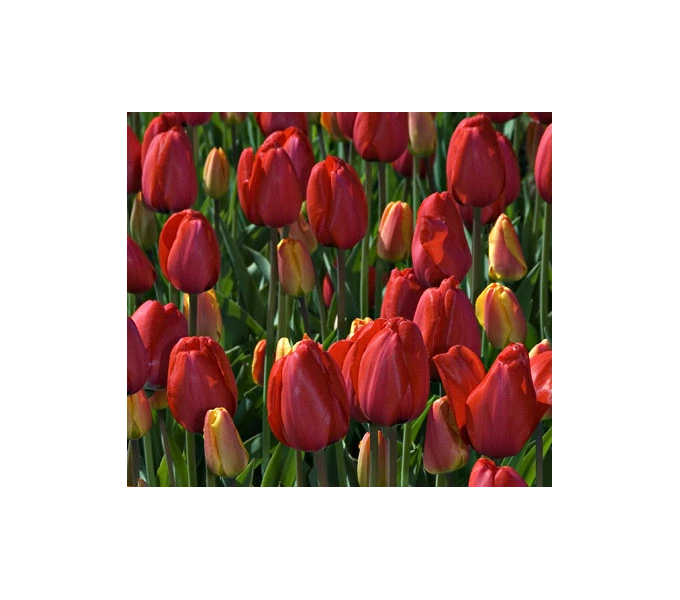 Strike Up The Band Perennial Tulip Collection - Image 2