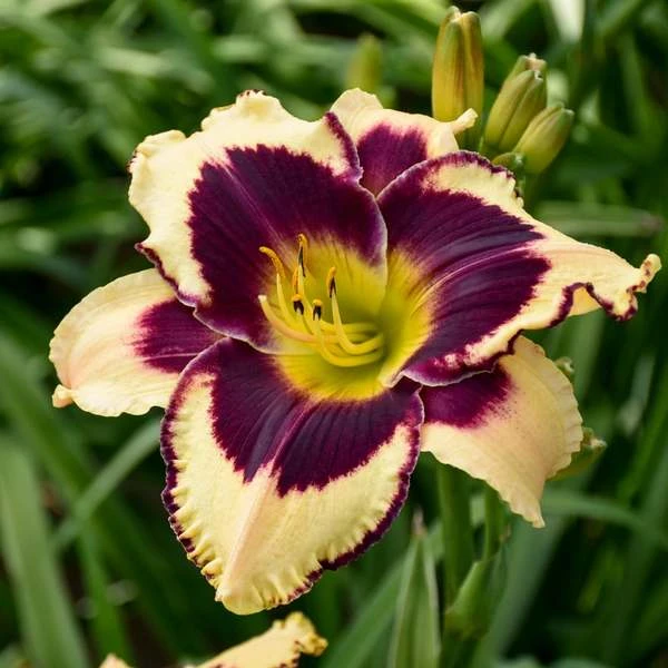 Sultry Eyes Hemerocallis Mix - Image 3