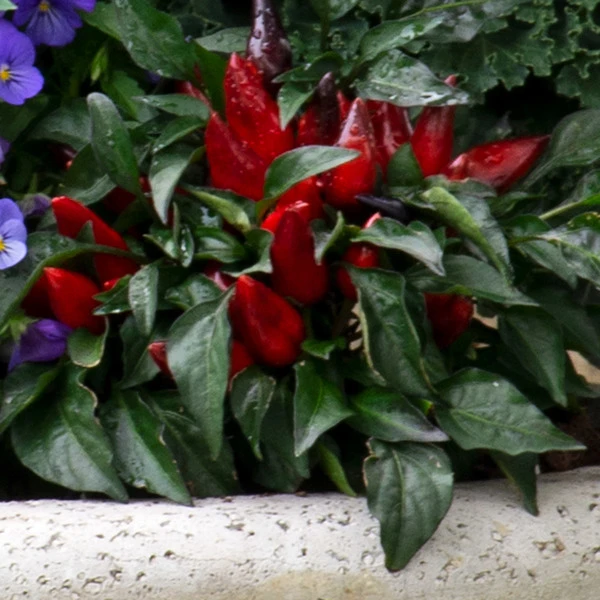 Spicy Kale Fall Collection - Image 2