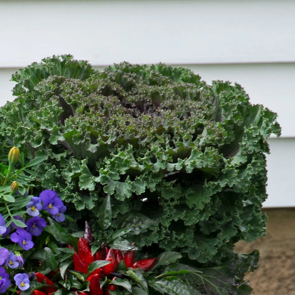 Spicy Kale Fall Collection - Image 5