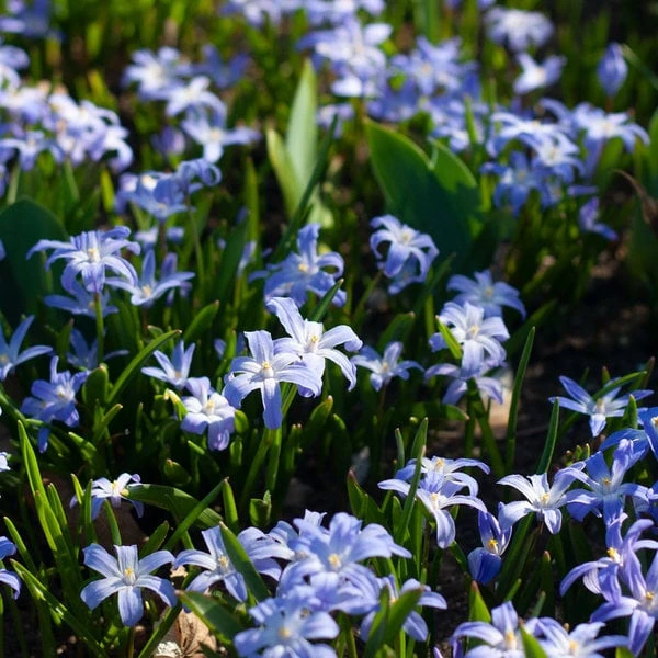 Chionodoxa Forbesii - Image 3