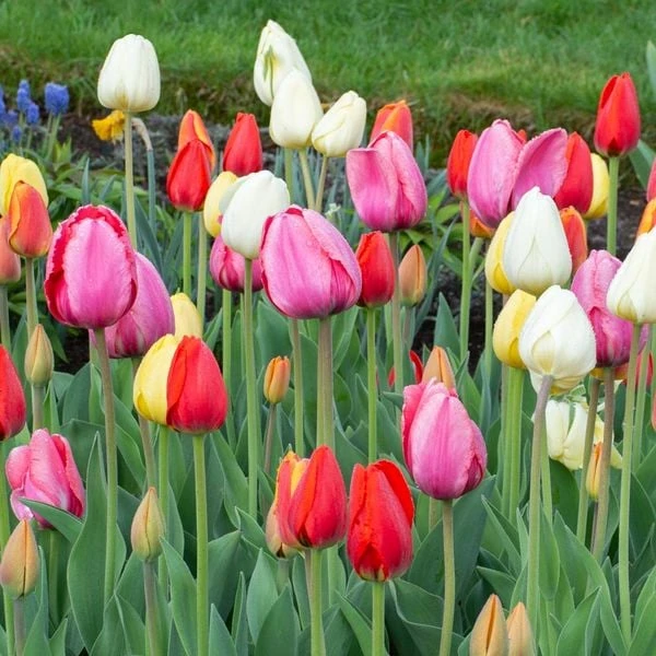 White Flower Farm Classic Perennial Tulip Mix - Image 8