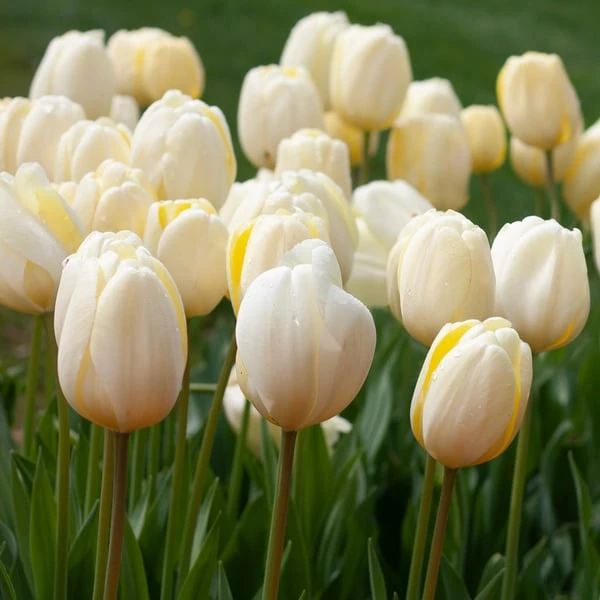 White Flower Farm Classic Perennial Tulip Mix - Image 6