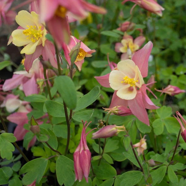 Aquilegia 'Swan Pink And Yellow' - Image 4