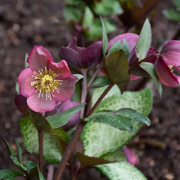 Helleborus Frostkiss® Penny's Pink - Image 2