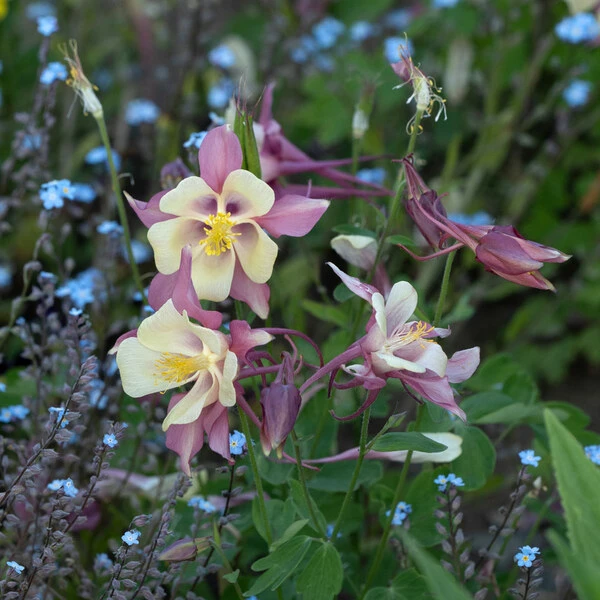 Aquilegia 'Swan Pink And Yellow' - Image 5