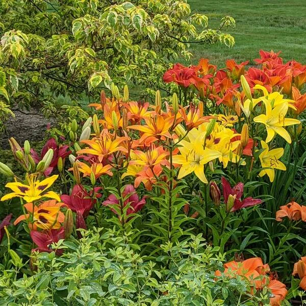 Lilium True Colors Mix For Naturalizing - Image 11