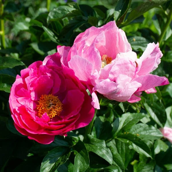 Peony 'Paula Fay' - Image 5
