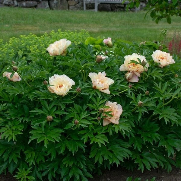 Peony 'Scrumdidleumptious' - Itoh Peony - Image 2