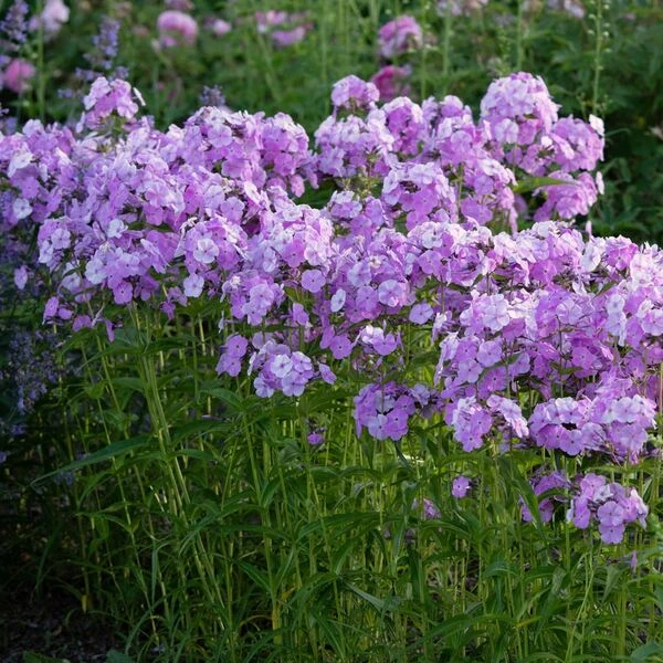 Phlox 'Fashionably Early Princess' - Image 2