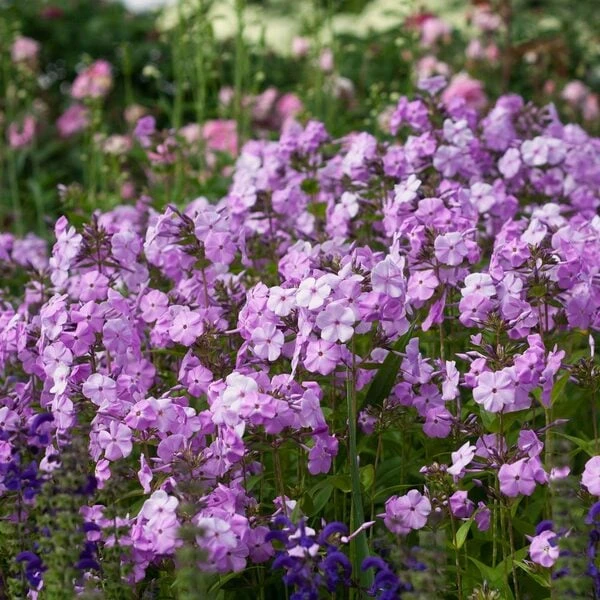 Phlox 'Fashionably Early Princess' - Image 3