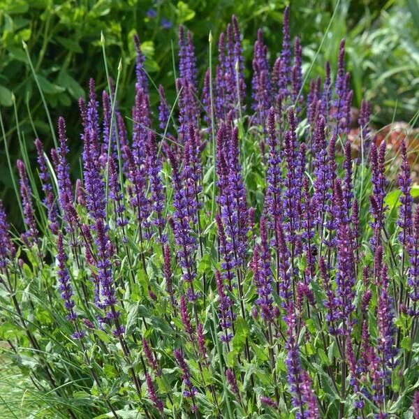 Salvia Nemorosa 'Caradonna' - Image 2