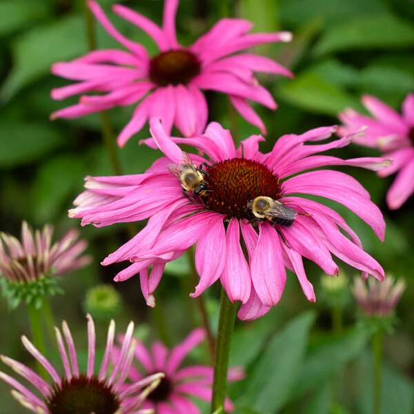 Echinacea Butterfly™ 'Purple Emperor' - Image 3