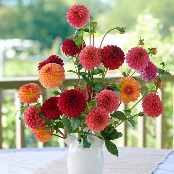 Planter's Punch Dahlia Trio - Image 2