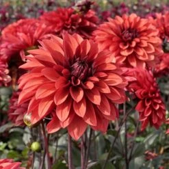 Dahlia 'Danique'