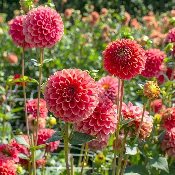 Dahlia 'Zundert Mystery Fox' - Image 2