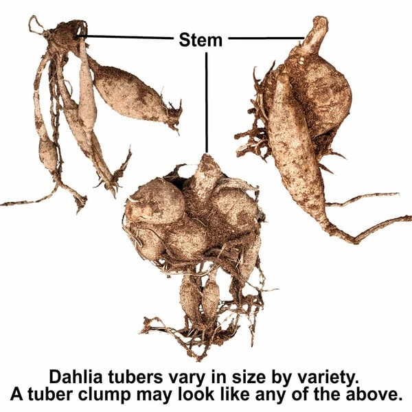 Dahlia 'Cornel' - Image 3