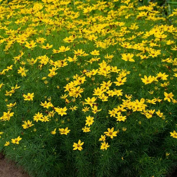 Coreopsis Verticillata 'Zagreb' - Image 4