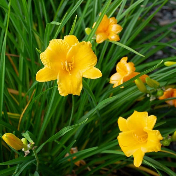 Hemerocallis (Daylily) 'Stella De Oro' - Reblooming - Image 2