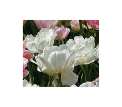 Tulip 'Mount Tacoma'
