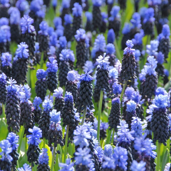 Muscari Latifolium - Image 3