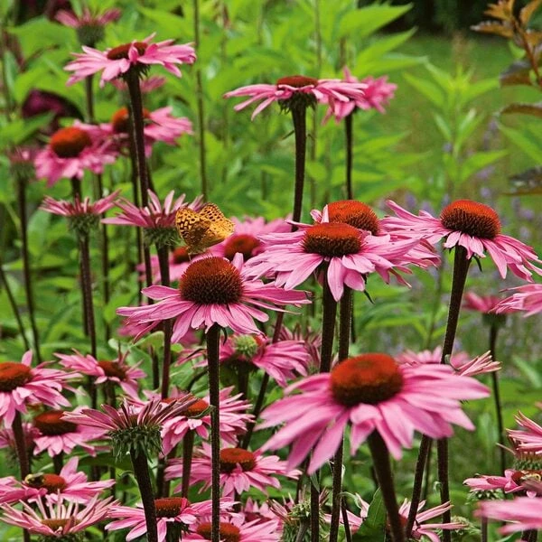 Echinacea Purpurea Prairie Pillars™ 'Merlot' - Image 2