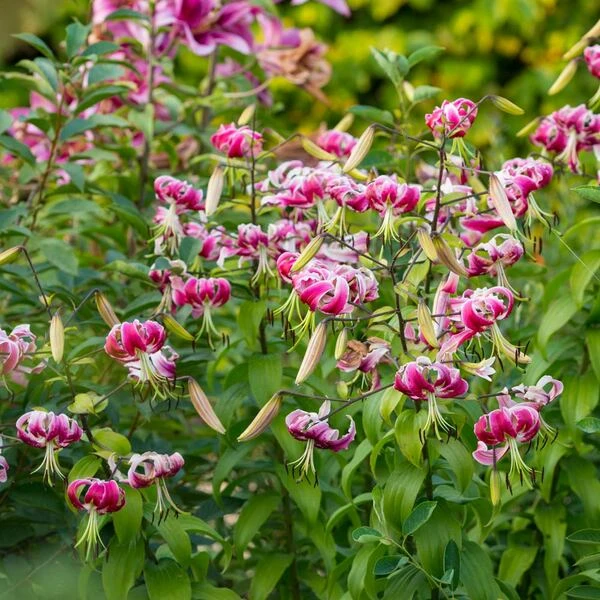 Lilium 'Black Beauty' - Image 3