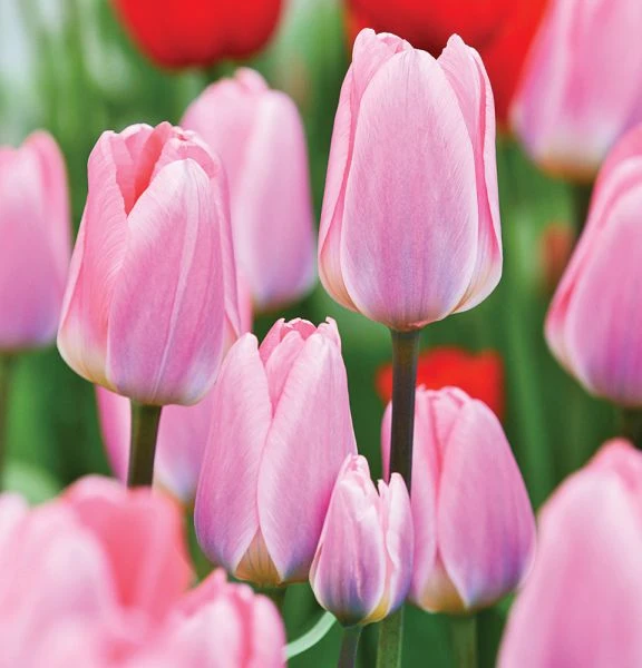 Spring Brights Darwin Hybrid Tulip Mix - Image 3